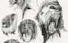 seven monkeys illustration