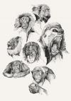 seven monkeys poster illustration