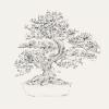 Sketch bonsai