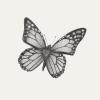 Sketch butterfly